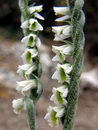 Autumn Lady's-tresses